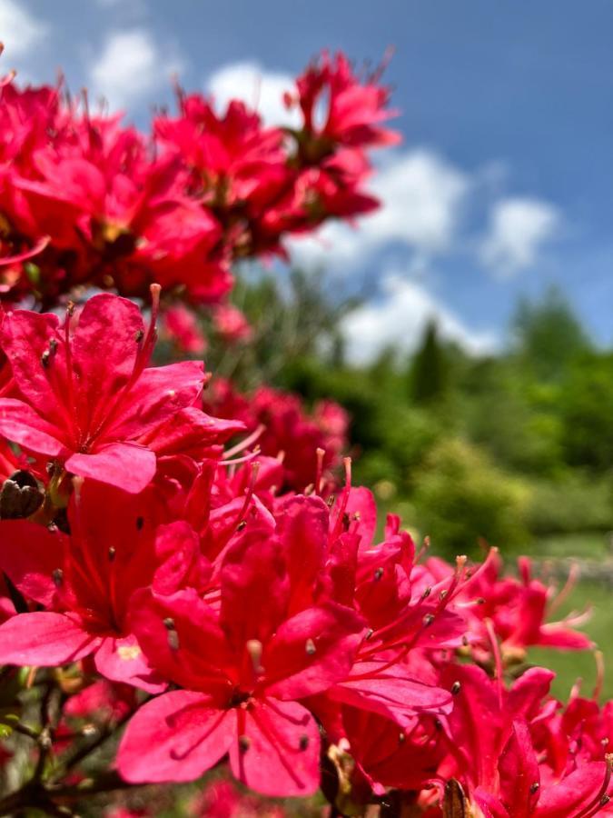 Julian'S English Homestay And Pension Fujimi Εξωτερικό φωτογραφία